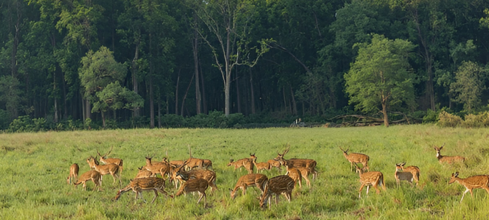 Bird-life In Jim Corbett National Park - Jim Corbett Safari | Jim Corbett National Park